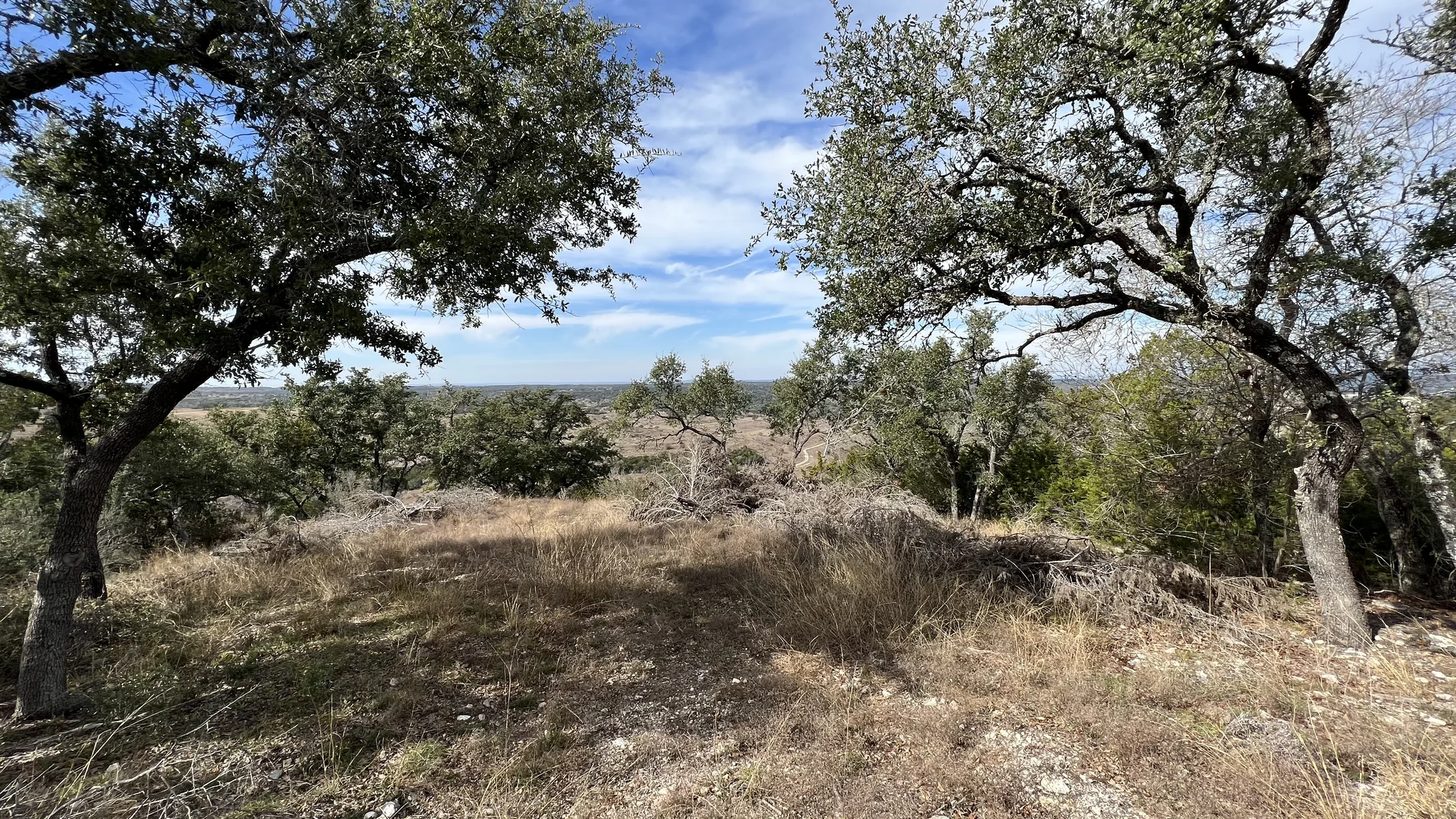 A view framed by the branches of mature trees on the property