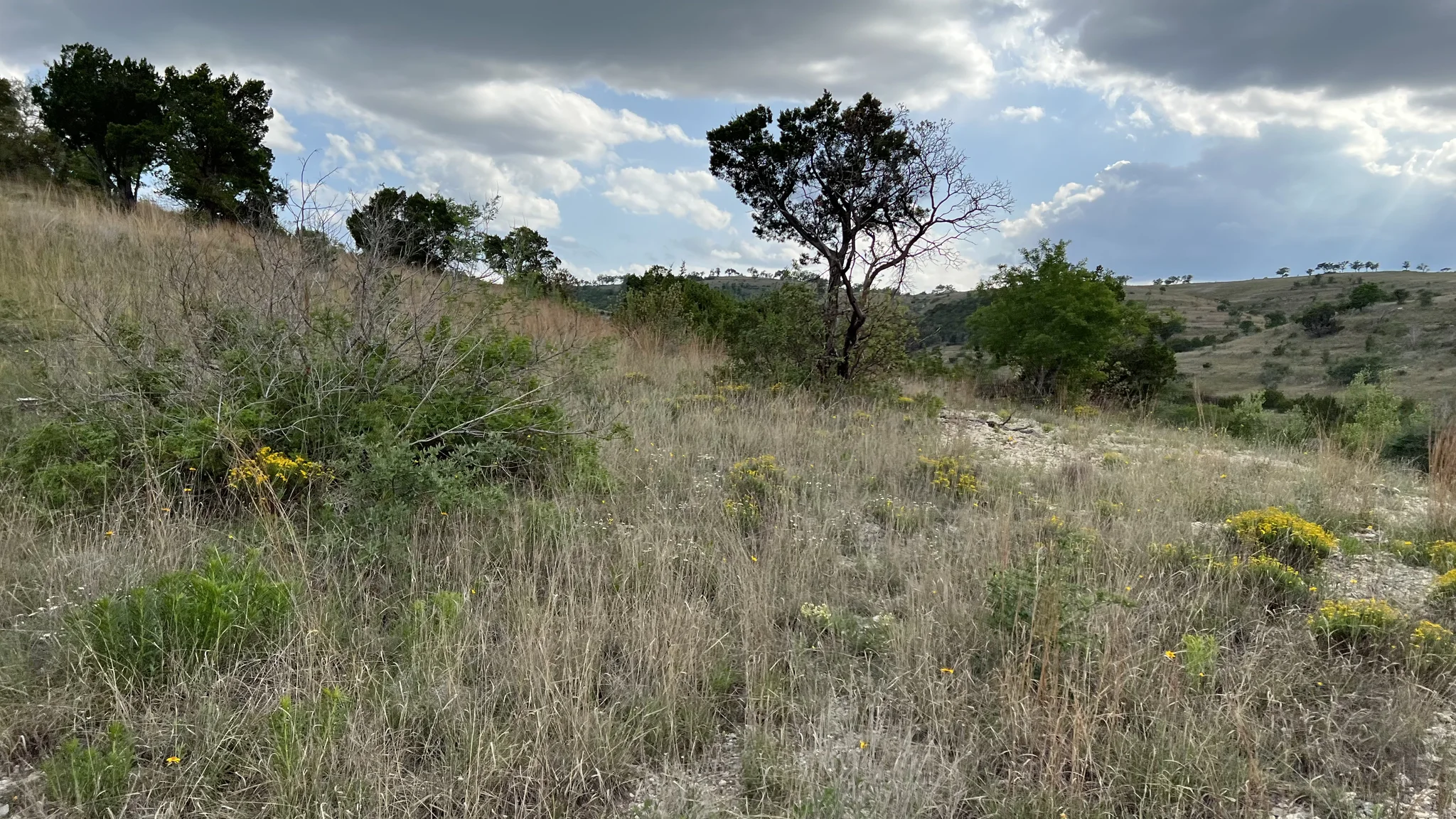 Native grasses and sculptural trees beneath an expansive Hill Country sky at Moreh Peak